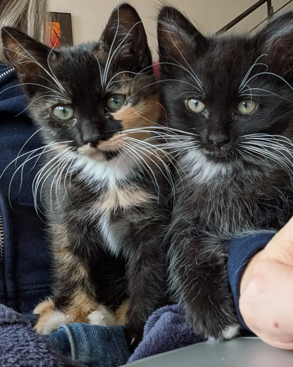 Two kittens sitting against someone's chest, a hand steadying them
