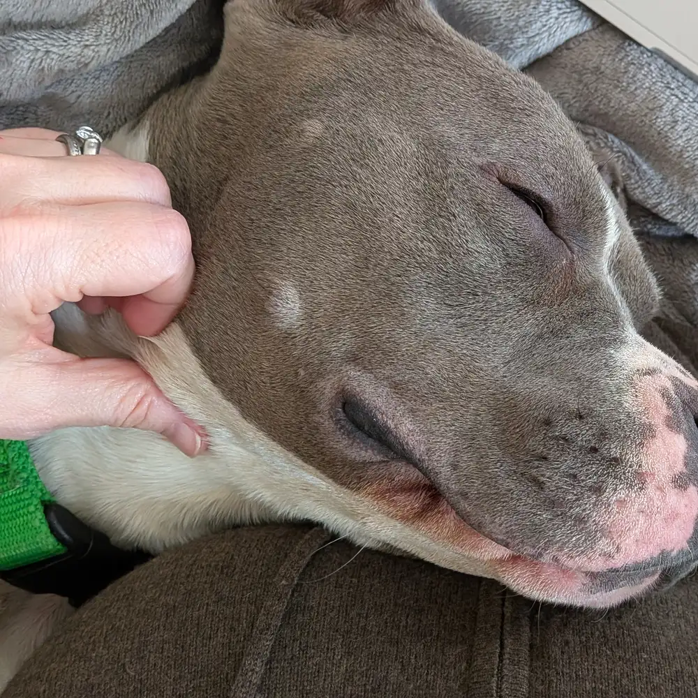A gray and white pit bull asleep across someone's lap, being scratched behind the ear