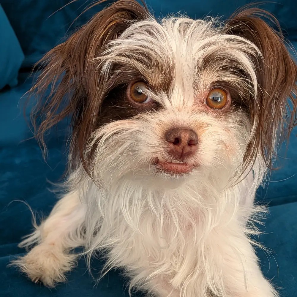 A scruffy brown and white terrier looking straight at the camera from a teal sofa