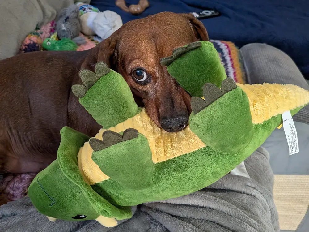 The same dachshund lying down, peering over a large green stuffed alligator