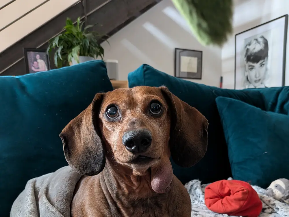 A red dachshund sitting up on a blanket against teal cushions, tongue out