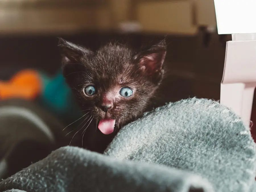 A black kitten on a gray blanket with its tongue sticking out