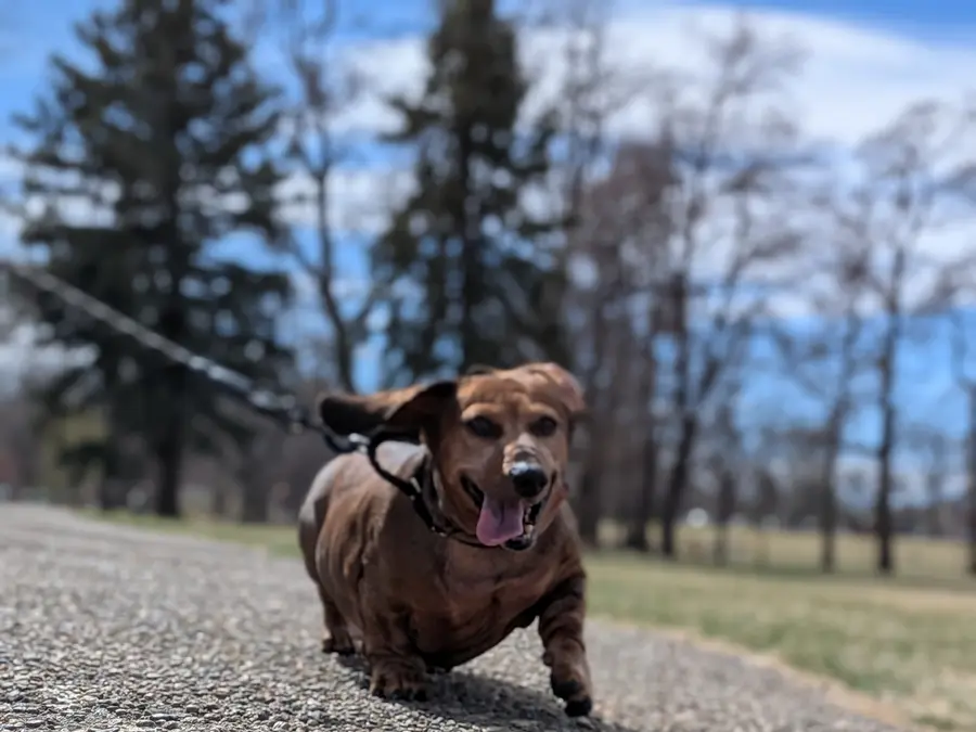 The same dachshund running along a gravel path on a lead, ears flying