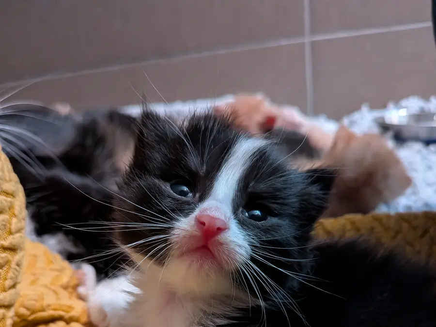 A very small black and white kitten on a yellow blanket, littermates piled behind it