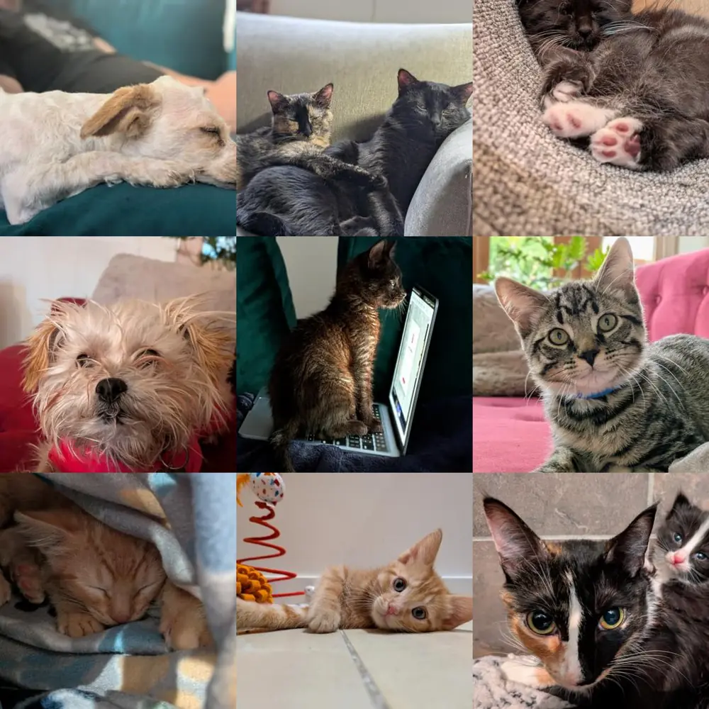 Nine photographs in a grid: dogs, cats and kittens, each asleep or looking at the camera somewhere in the house